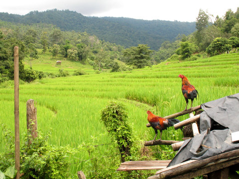 rice paddys