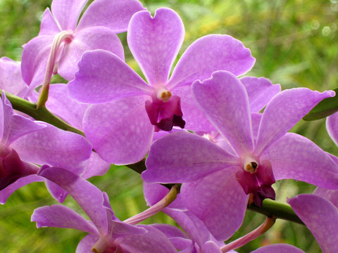 mauve ochid
