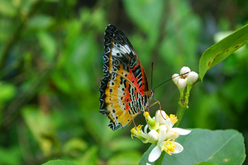 butterfly on orchid