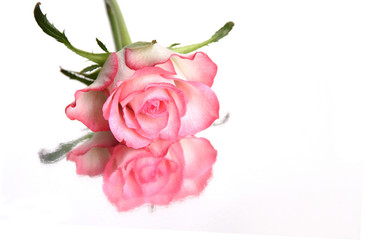pink rose and reflection