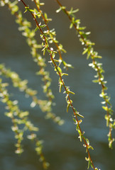 willow twigs and small leaves