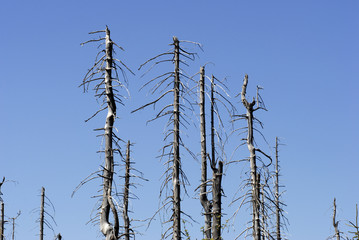 dead trees in big spruce forest #8