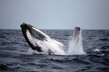 baleine à bosse équateur