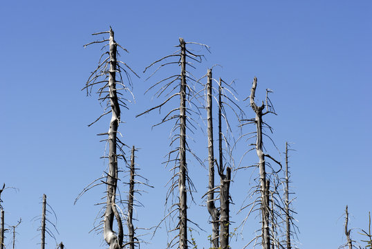 dead trees in big spruce forest #8