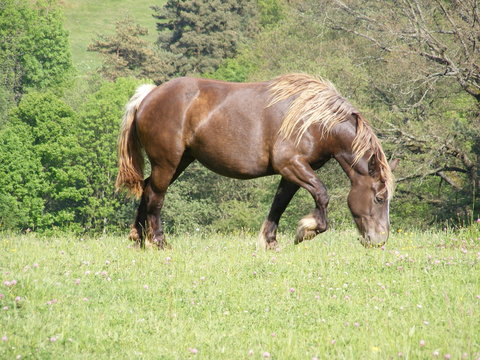 cheval