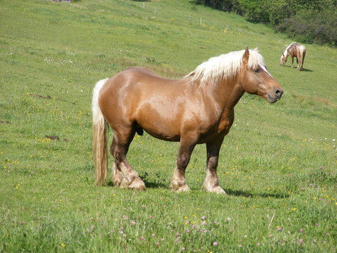 cheval