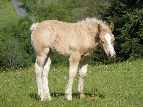 poulain