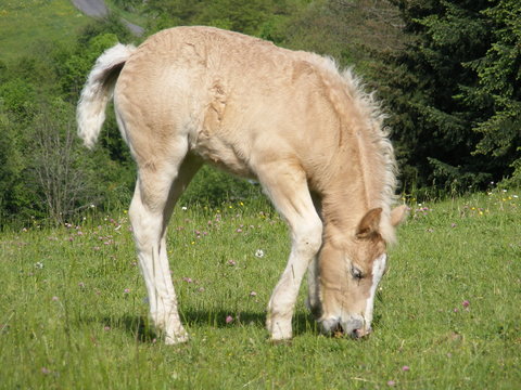 poulain