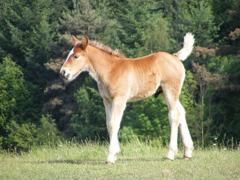 poulain