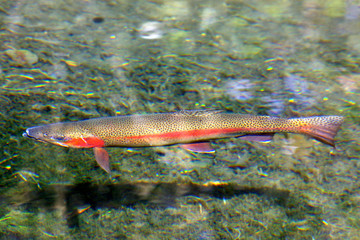 rainbow trout