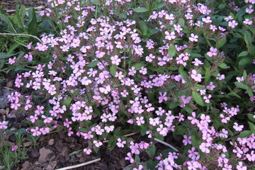 Fototapeta premium saponaria ocymoides seifenkraut