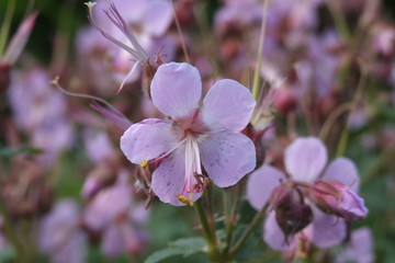 Obraz premium geranium rotundifolium rundblatt-storchschnabel