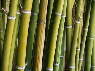 Fototapeta premium caña bambu