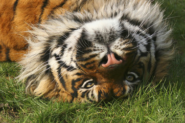 sumatran tiger