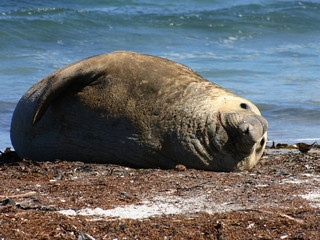 manatee on the beach with a small bird