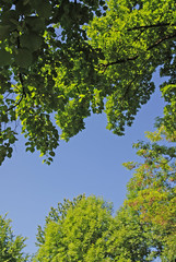 natural frame