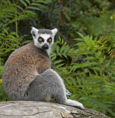 ringed-tailed lemur