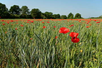 champ de coquelicot