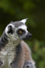 Naklejka na ściany i meble obrączkowane-tailed lemur.