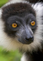 black & white lemur