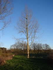 a bare tree