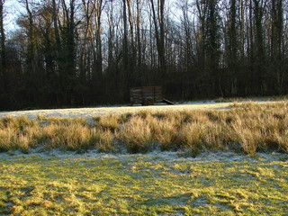 morning frost in a field