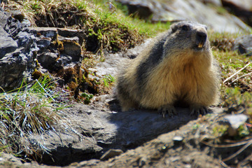 la marmotte et son trou