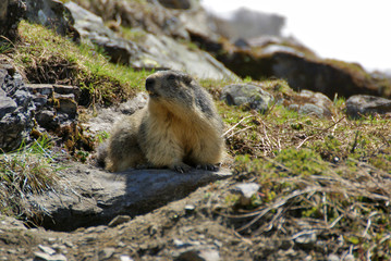 la marmotte et la fin de l'hiver