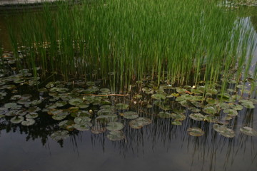 water lily in a pond