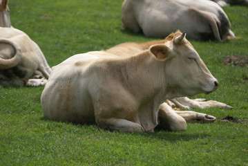 une vache qui dort au soleil