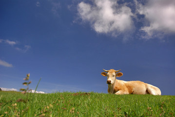 paysage de campagne