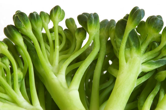 broccoli macro image