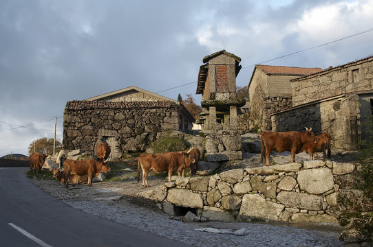 vacas