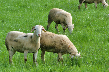 Fototapeta premium mouton