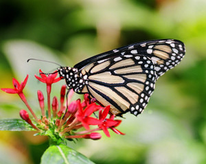monarch butterfly