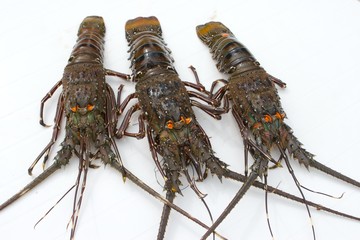 three lobsters