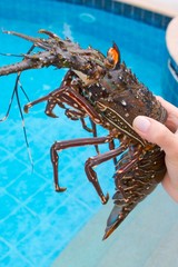 lobster in the hand