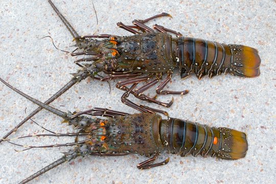 two lobsters
