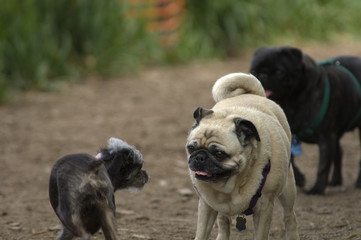pug checking out a small dog