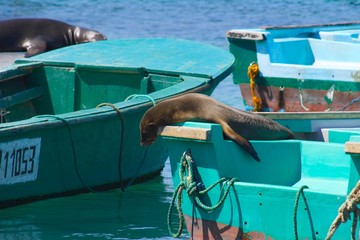 sea lion