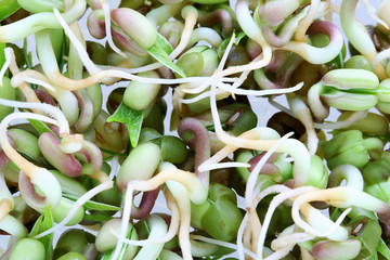mung bean sprouts background