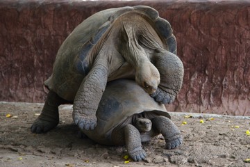 tortoise love