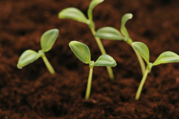 new life concept - seedlings growing  in the soil