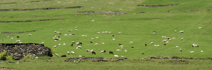 Obraz premium mur de pierres et moutons