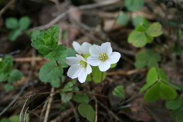 oxalis