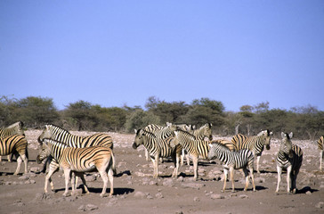 Fototapeta na wymiar namibi