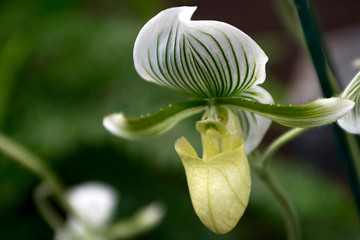 frauenschuh - paphiopedilum usitanum