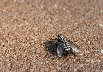 fly