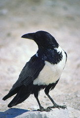 namibia