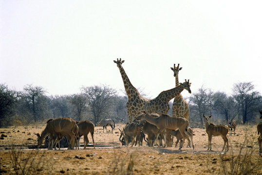 namibia